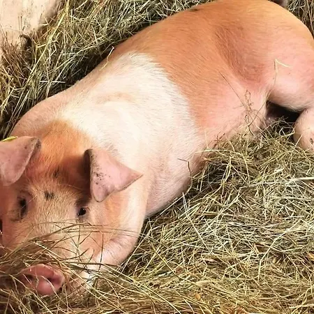 Schusterbauer Farm stay