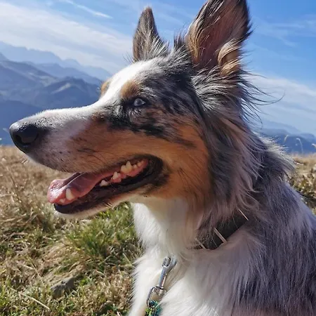 Schusterbauer Farm stay Koppl