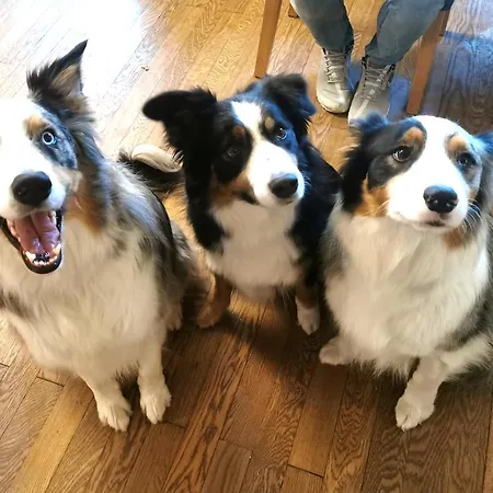 Schusterbauer * Koppl