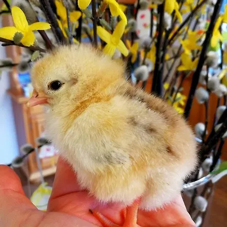 Κατάλυμα σε φάρμα Schusterbauer Koppl