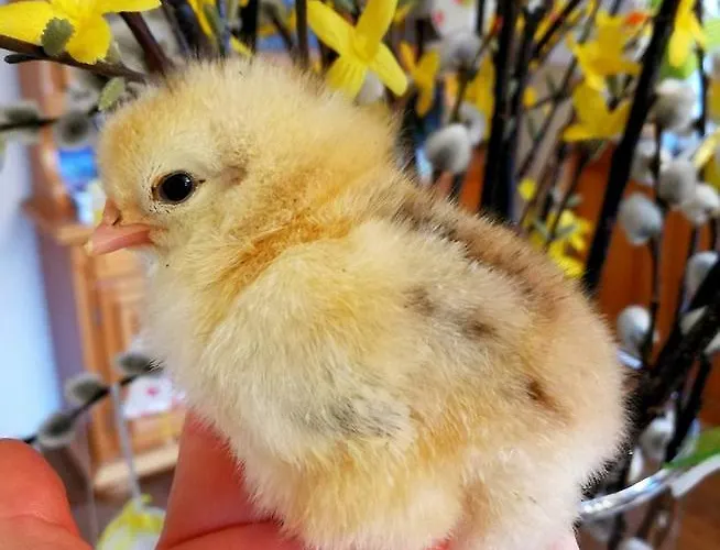 Bauernhof Schusterbauer Koppl